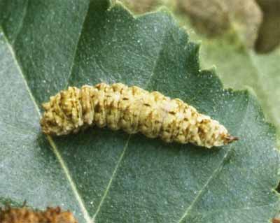 ����������� ����������� ��� ����������� ����� ���� (Falcaria lacertinaria), ��������
