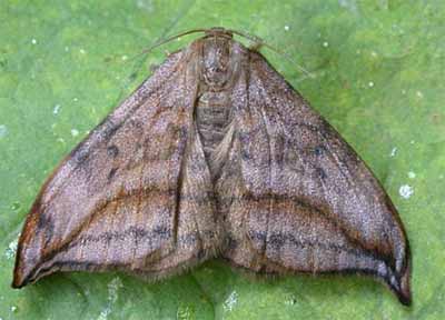����������� �������� (Drepana curvatula)