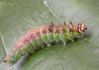 ����������� �������� (Drepana curvatula)
