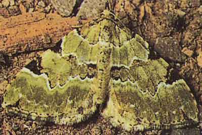 Калостигия пектинатария (Colostygia pectinaria)