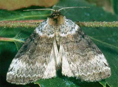 ���������� ����-����� (Tetheella fluctuosa)
