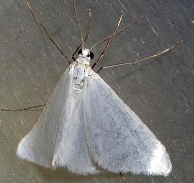 �������� ����������� ����� (Gypsochroa renitidata)