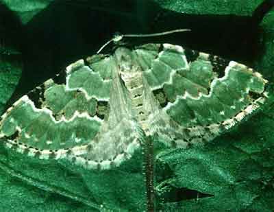 Калостигия пектинатария (Colostygia pectinaria)