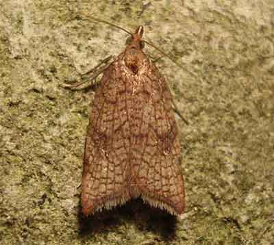 ����������� �������� (Acleris rhombana)