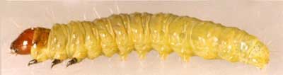 ����������� �������� (Acleris rhombana), ��������