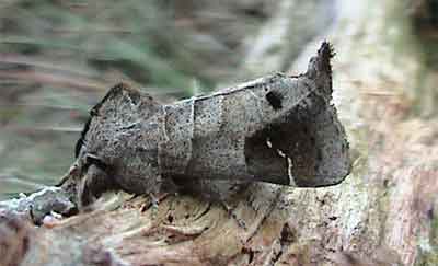 Clostera anachoreta