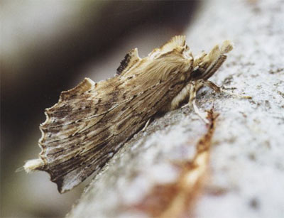 Pterostoma palpina