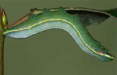 Pterostoma palpina (��������)