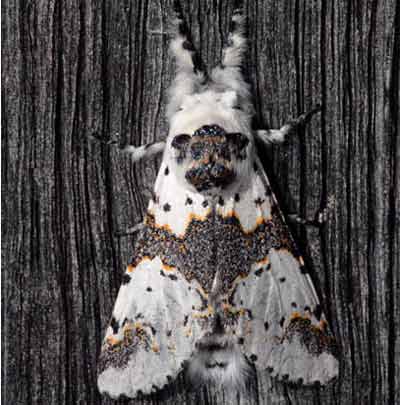 Furcula furcula