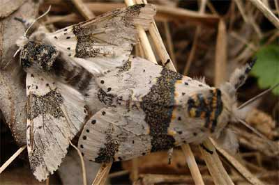 Furcula furcula