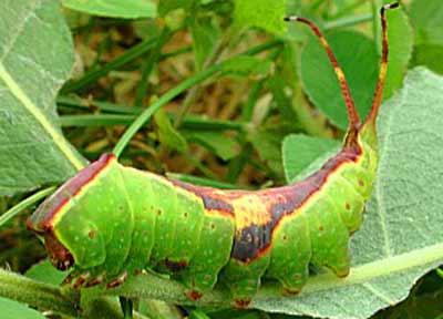 Furcula furcula (��������)