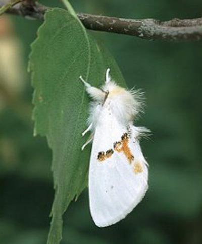 Leucodonta bicoloria