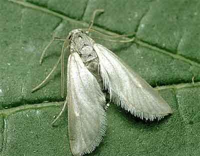 Подводная белая огневка (Acentria ephemerella)